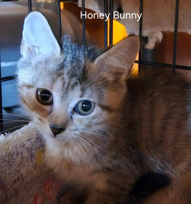 A baby medium-sized female Domestic Short Hair cat named Honey Bunny for adoption in Parkville, MD