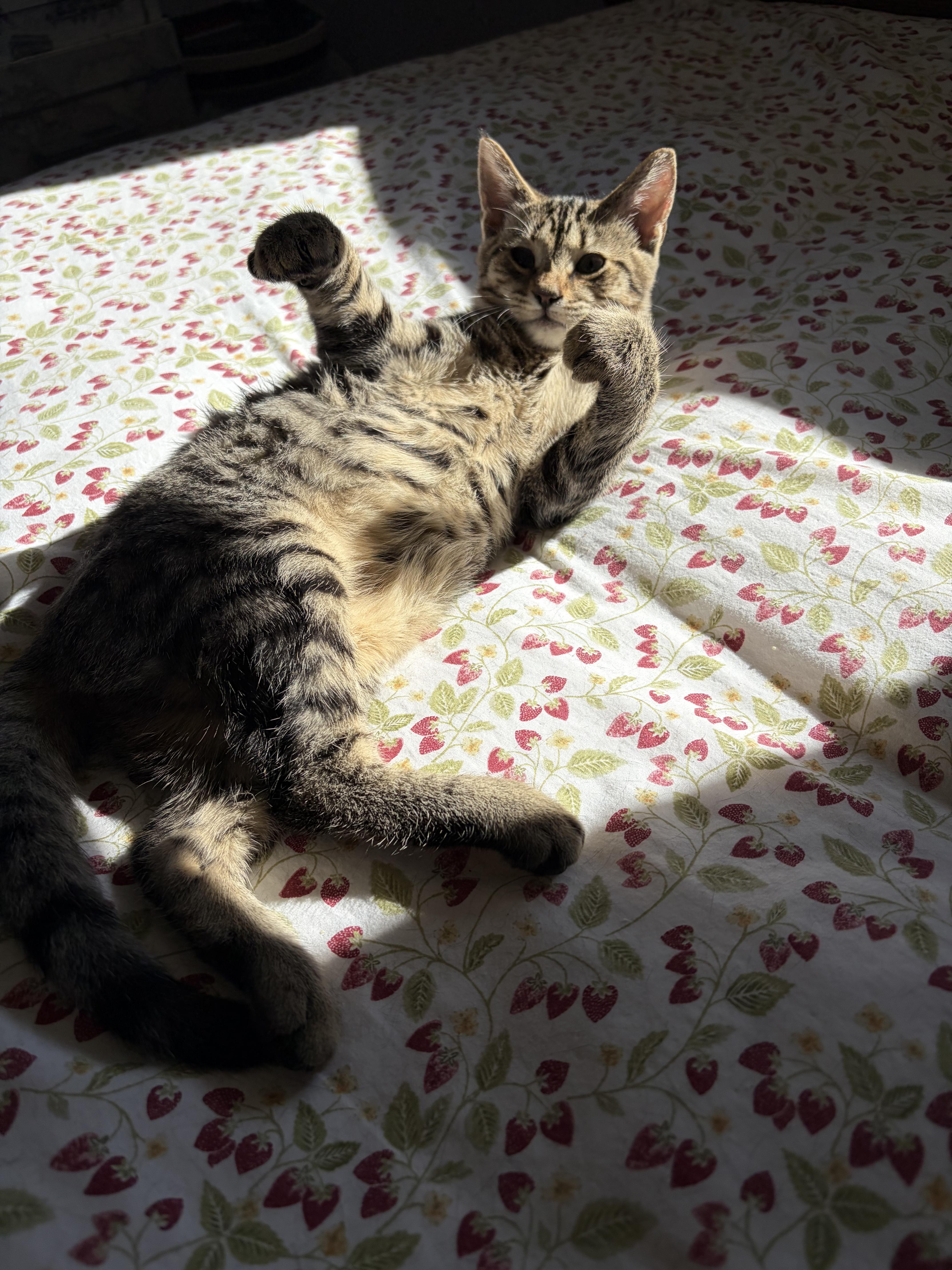 A baby medium-sized female Tabby (Brown / Chocolate) Domestic Short Hair cat named Cinnabun for adoption in North Huntingdon, PA