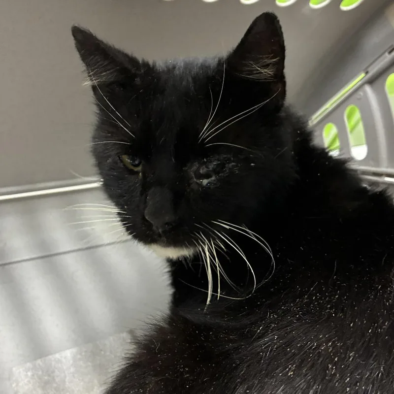 A senior medium-sized male Black Domestic Short Hair cat named Buzz for adoption in Harrisonburg, VA