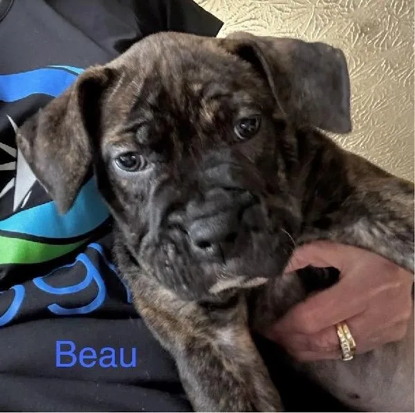 Beau