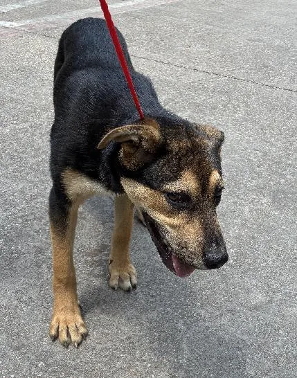 A young large-sized male Mixed Breed dog named Champs for adoption in Dallas, TX
