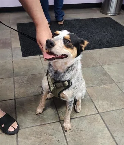 An adult medium-sized female Gray / Blue / Silver Australian Cattle Dog / Blue Heeler dog named 60815877 for adoption in El Paso, TX
