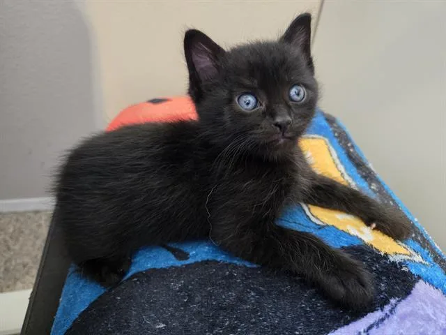 A baby medium-sized male Domestic Short Hair cat named Jack for adoption in Kent, WA