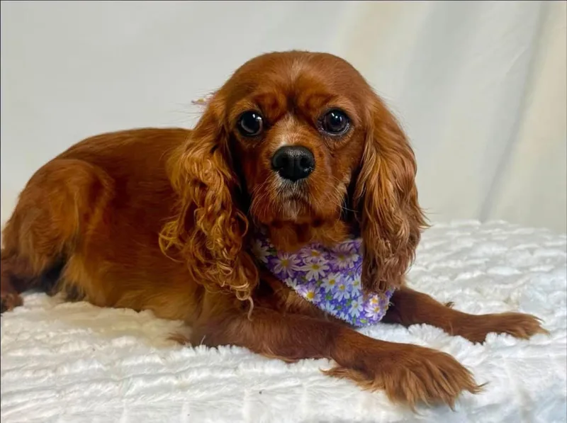 An adult small-sized female Cavalier King Charles Spaniel dog named Lennon for adoption in New Stanton, PA