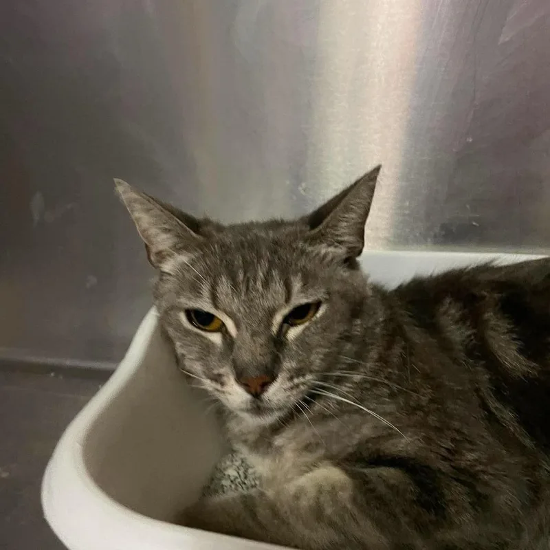 A young small-sized female Gray / Blue / Silver Domestic Short Hair cat named Embry for adoption in Hemet, CA