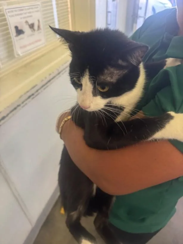 A young large-sized male Domestic Short Hair cat named Pops for adoption in Los Angeles, CA