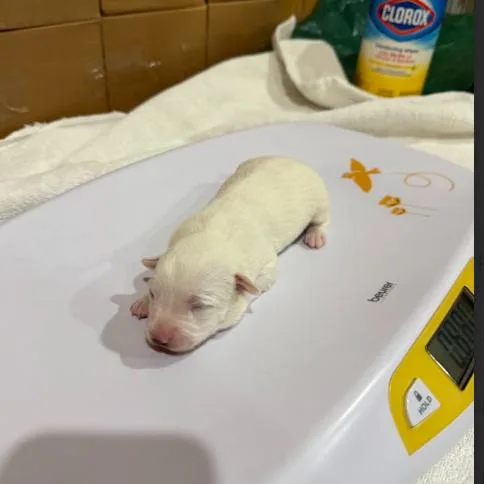 A baby small-sized male White / Cream Terrier dog named Mi for adoption in Madison, WI