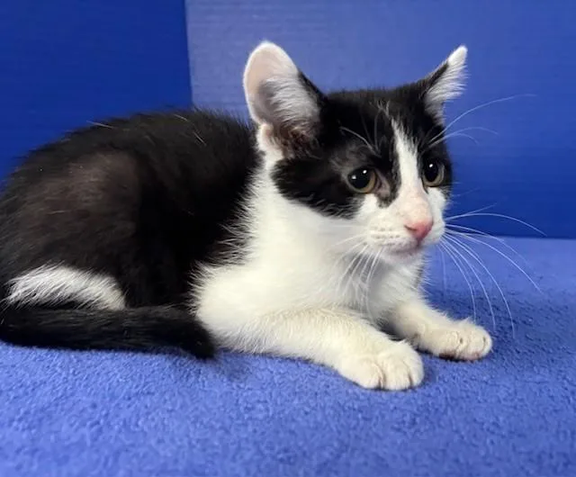 A baby medium-sized male Black & White / Tuxedo Domestic Short Hair cat named Phillip for adoption in Hawk Point, MO