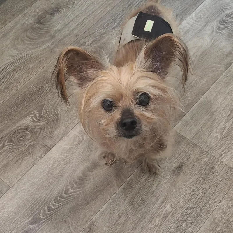 An adult small-sized male Chihuahua dog named Prince for adoption in Dover, AR