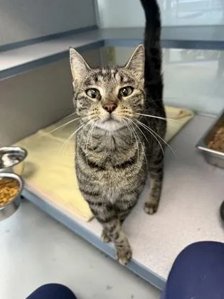 An adult small-sized female Domestic Short Hair cat named Adelaide for adoption in Mount Pleasant, IA