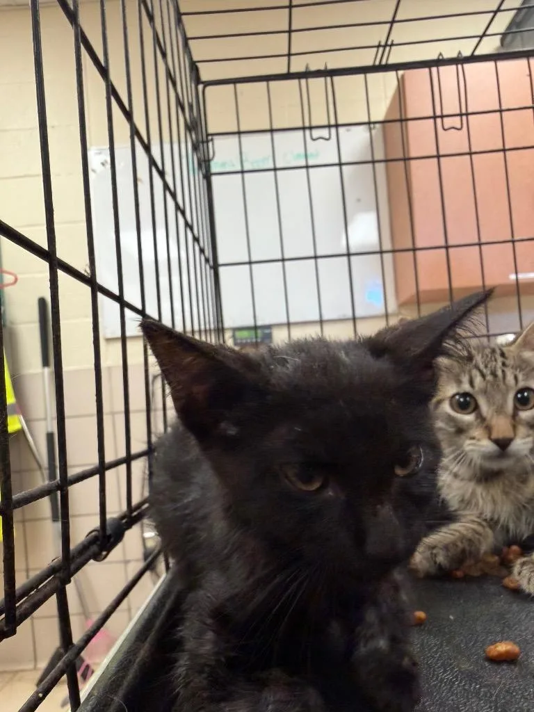 A baby small-sized male Domestic Short Hair cat named Oscar for adoption in Bossier City, LA