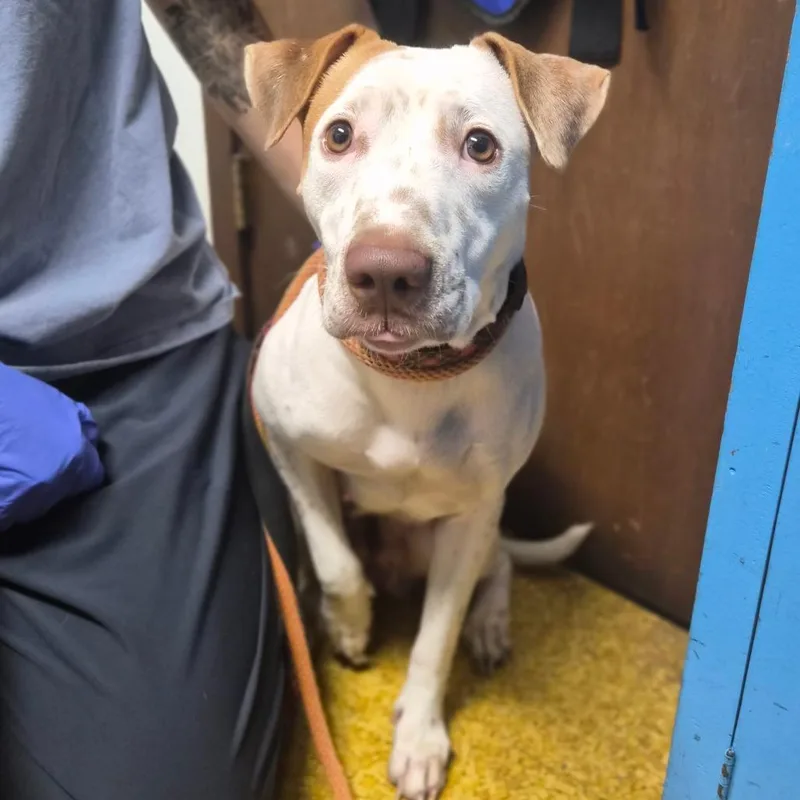 An adult medium-sized female White / Cream Labrador Retriever dog named Babygirl for adoption in Wahiawa, HI