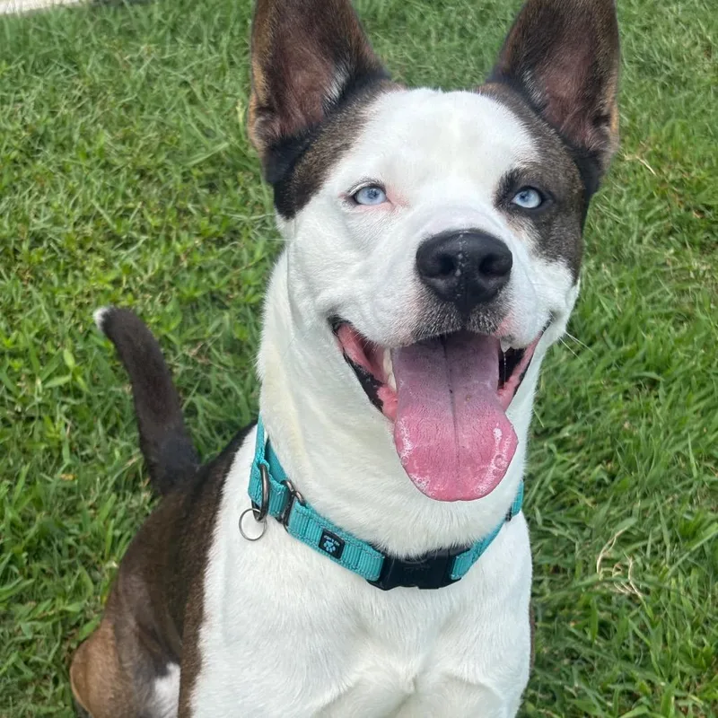 An adult medium-sized male Black Pit Bull Terrier dog named Houdini for adoption in League City, TX