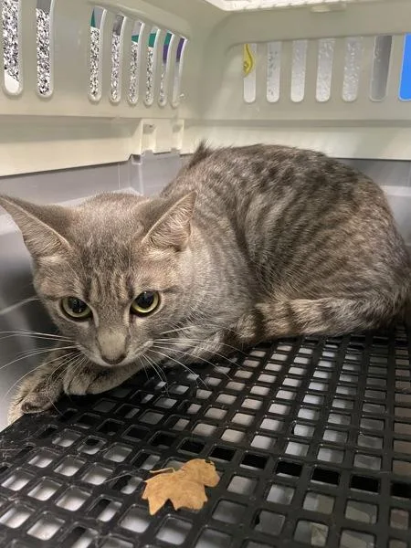 A young medium-sized female Domestic Short Hair cat named Handspring for adoption in New York, NY