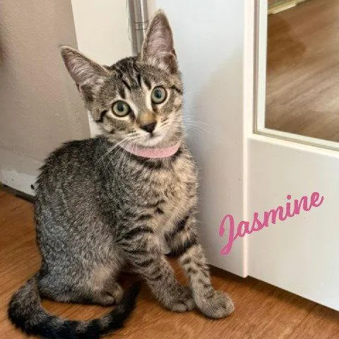 A baby medium-sized female Tabby cat named Jasmine Tabbybrigade for adoption in Houston, TX