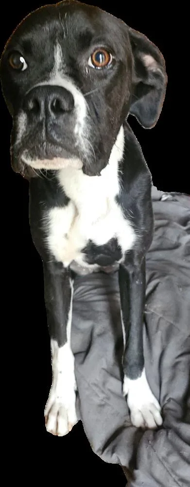 A young medium-sized female Tricolor (Brown, Black, & White) Boxer dog named Peanut Iv for adoption in Hewitt, TX