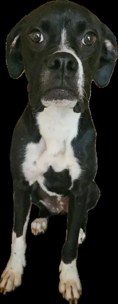 Peanut Iv thumbnail 2