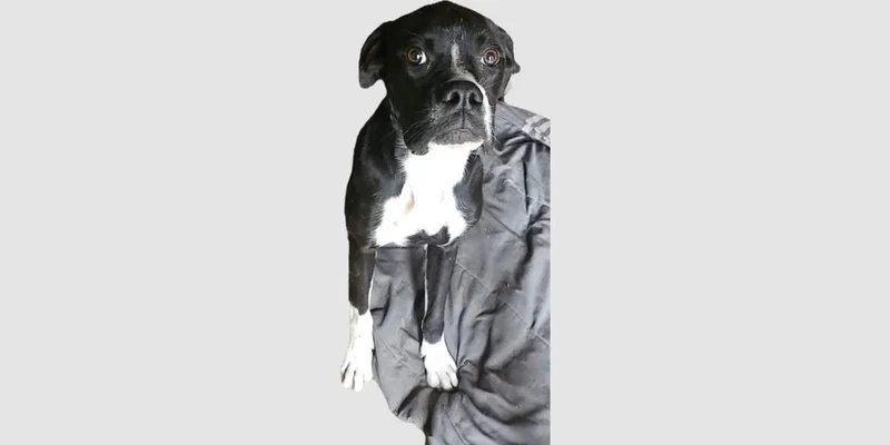 Peanut Iv thumbnail 3