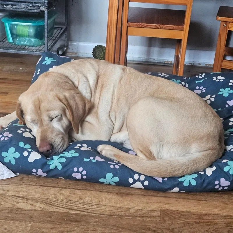 A senior large-sized female Yellow / Tan / Blond / Fawn Yellow Labrador Retriever dog named Snowball for adoption in Sinking Spring, PA