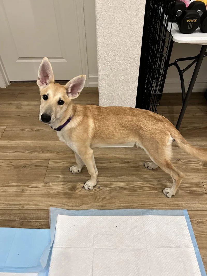 A young medium-sized female White / Cream Carolina Dog dog named Roo for adoption in Anna, TX