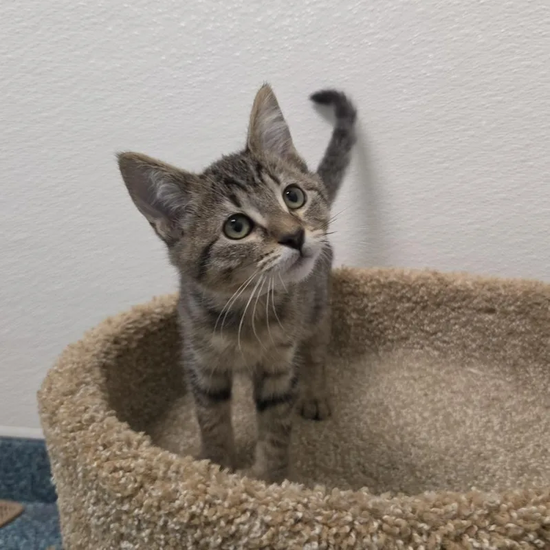A baby small-sized female Brown / Chocolate Domestic Short Hair cat named Jubilee for adoption in Hawthorne, CA