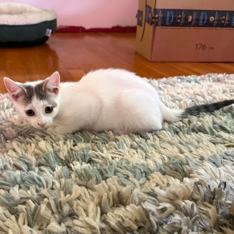 A baby small-sized female White Domestic Short Hair cat named Pebble for adoption in Middleton, WI