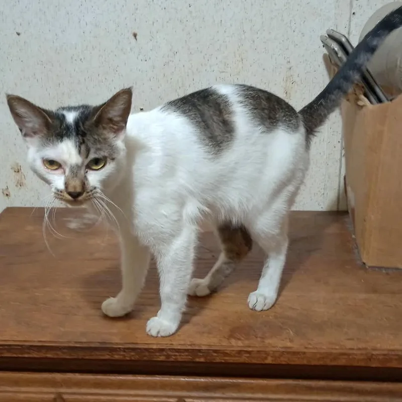 An adult medium-sized female American Shorthair cat named Shyla for adoption in mount vernon, AR