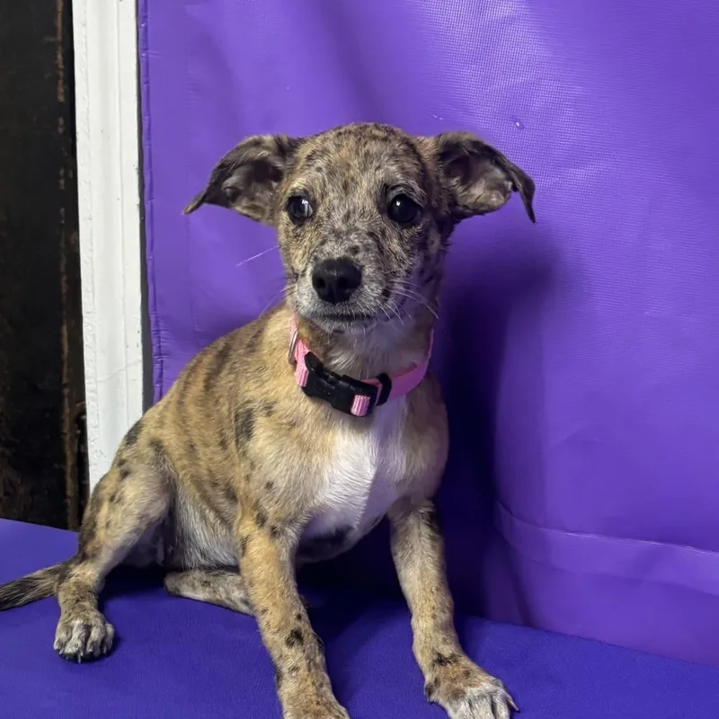A baby medium-sized female Yellow / Tan / Blond / Fawn Bluetick Coonhound dog named Tangerine for adoption in North Myrtle Beach, SC