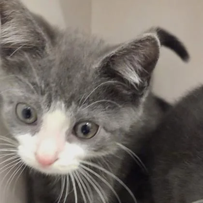 A baby small-sized male Domestic Short Hair cat named Saba for adoption in Voorhees, NJ