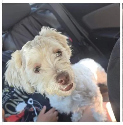 A young small-sized female White / Cream Miniature Poodle dog named Halo for adoption in Phoenix, AZ
