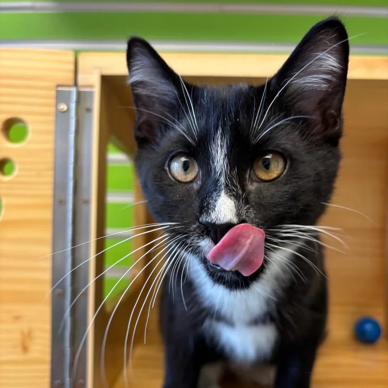 A baby small-sized male Domestic Short Hair cat named Octopus for adoption in Waukesha, WI