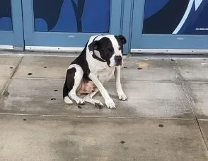 A senior large-sized male Pit Bull Terrier dog named Luke for adoption in Baytown, TX