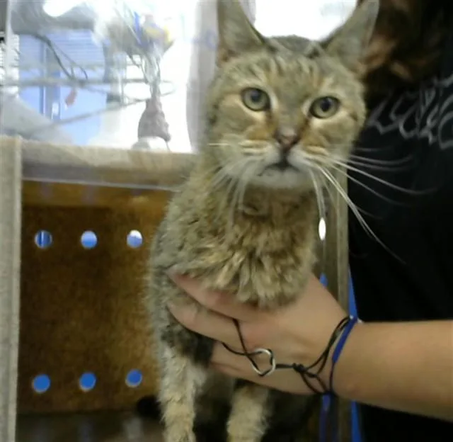 A senior medium-sized female Domestic Short Hair cat named Sara for adoption in Albuquerque, NM