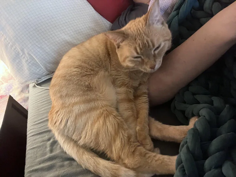 Brutus_felv+