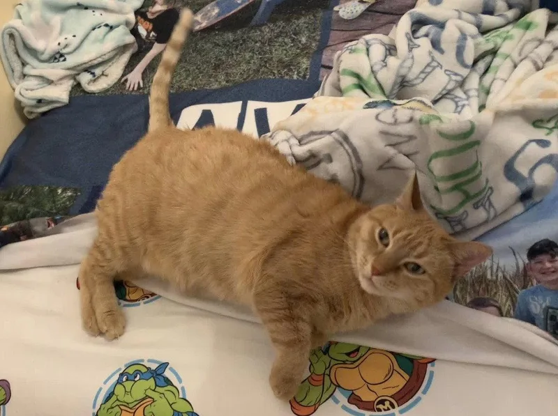 Brutus_felv+ thumbnail 3