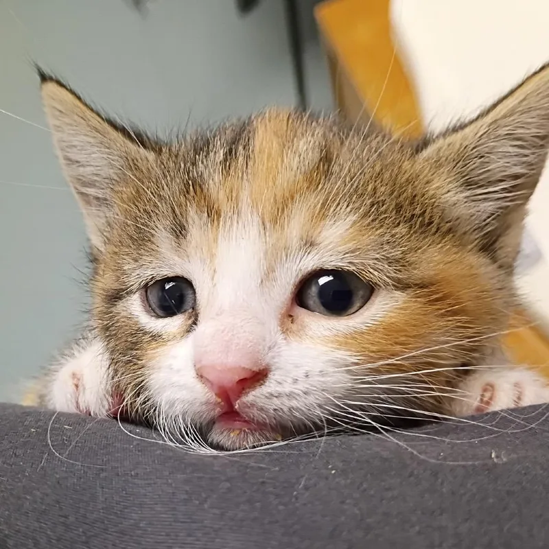 A baby small-sized female Tortoiseshell Domestic Short Hair cat named Poppy for adoption in Commerce City, CO