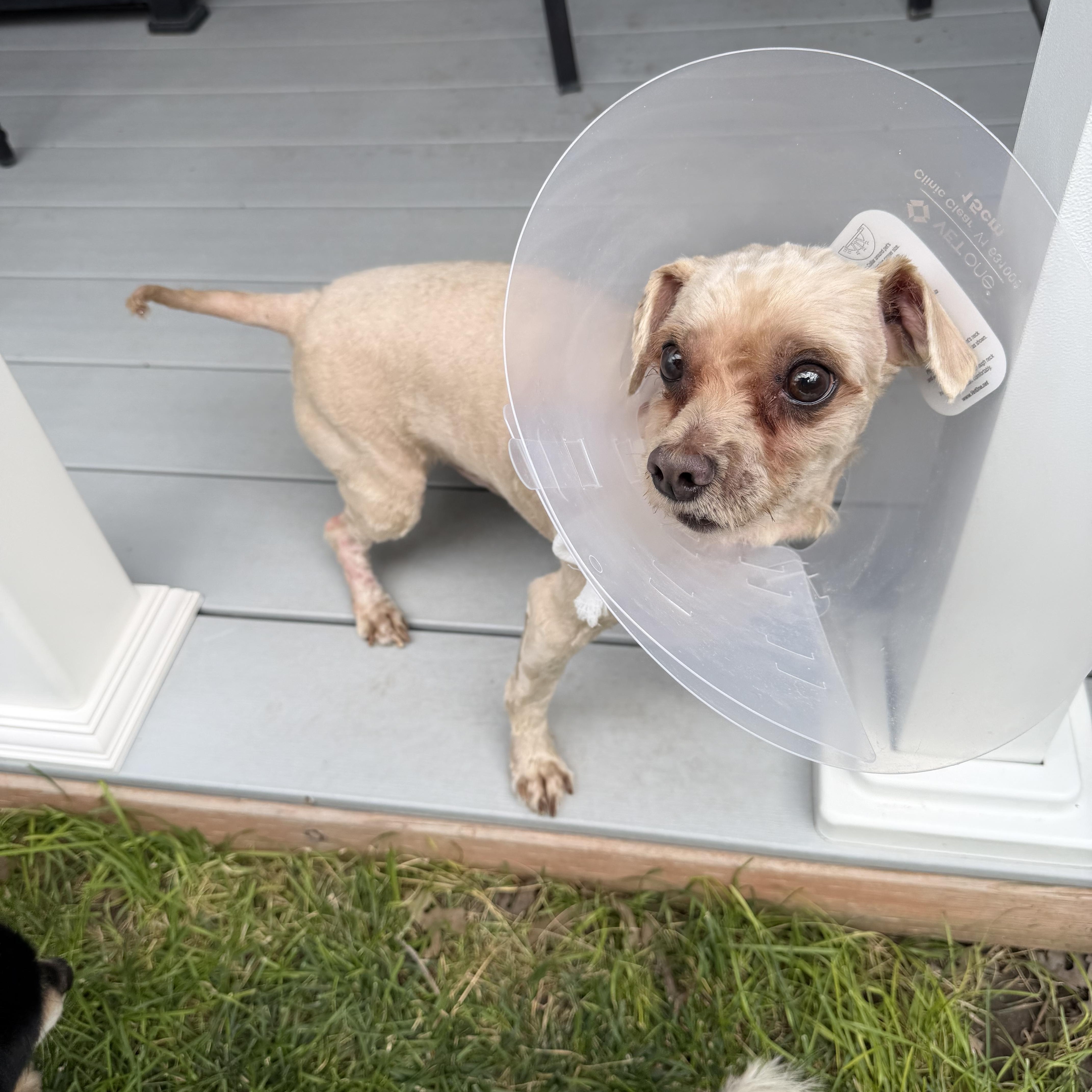 A young small-sized male Shih Tzu dog named Shaggy for adoption in Salt Lake City, UT