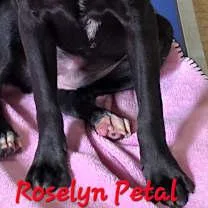 Daisy Mae thumbnail 3