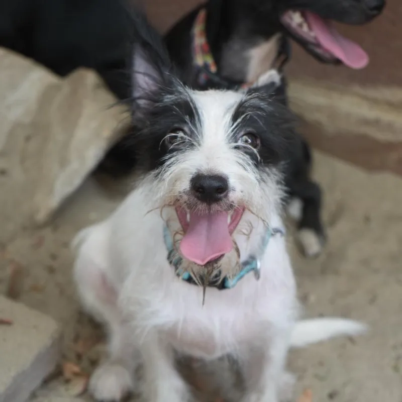 A young small-sized male Black Terrier dog named Po for adoption in Coachella, CA