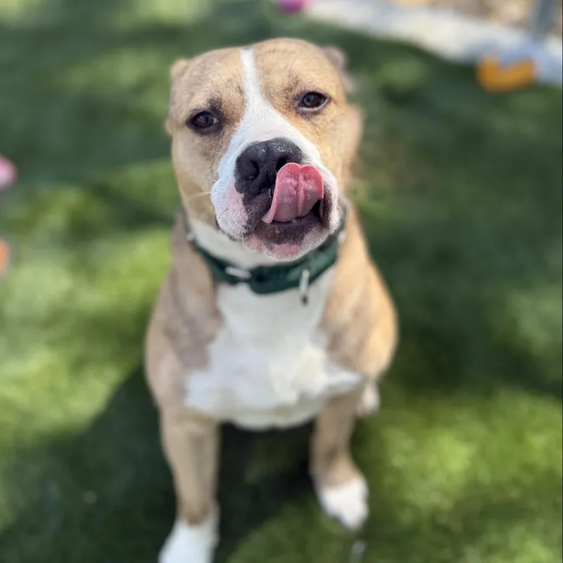 An adult medium-sized male Apricot / Beige Terrier dog named Latte for adoption in Warren, OH
