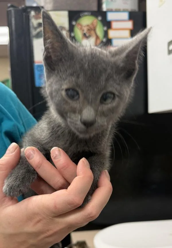 A baby small-sized male Domestic Short Hair cat named Uno for adoption in Salisbury, MD