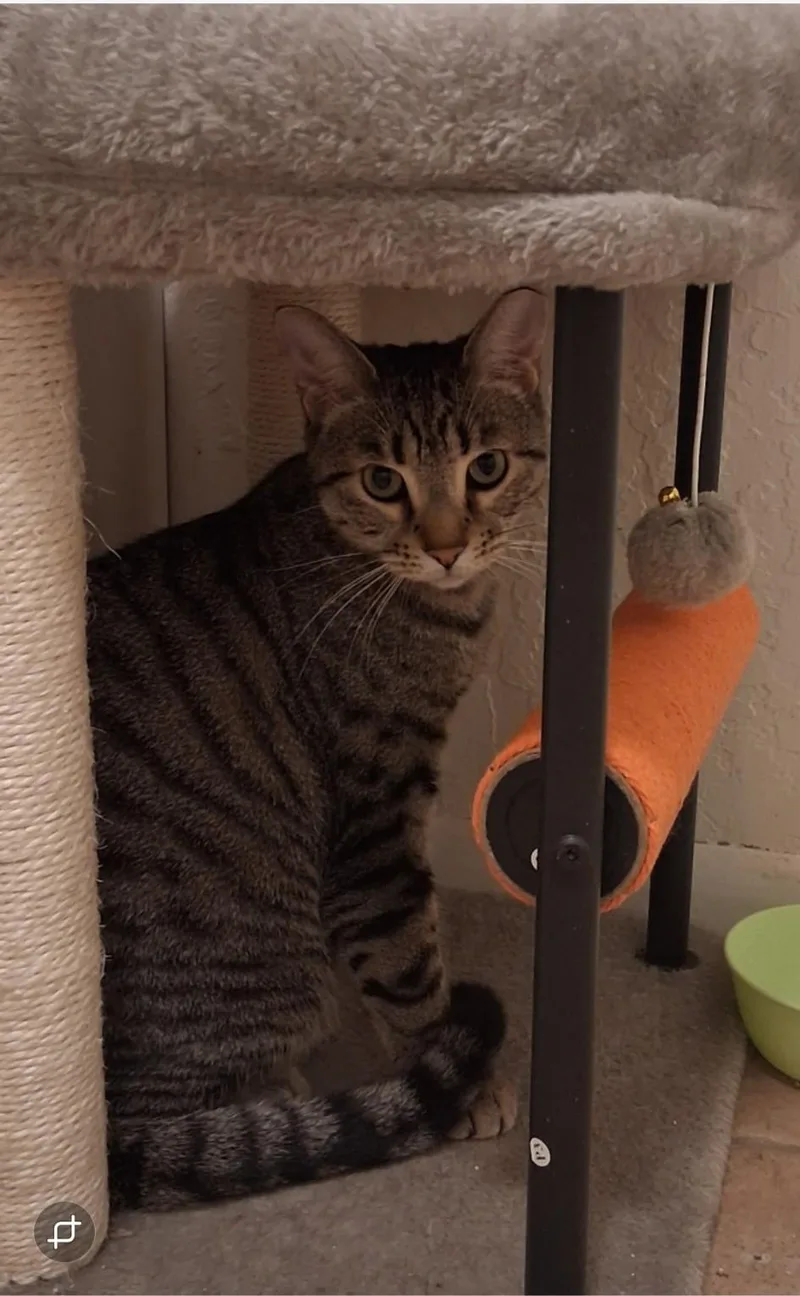 A young medium-sized male Tabby (Leopard / Spotted) Bengal cat named Ignacio for adoption in Phoenix, AZ