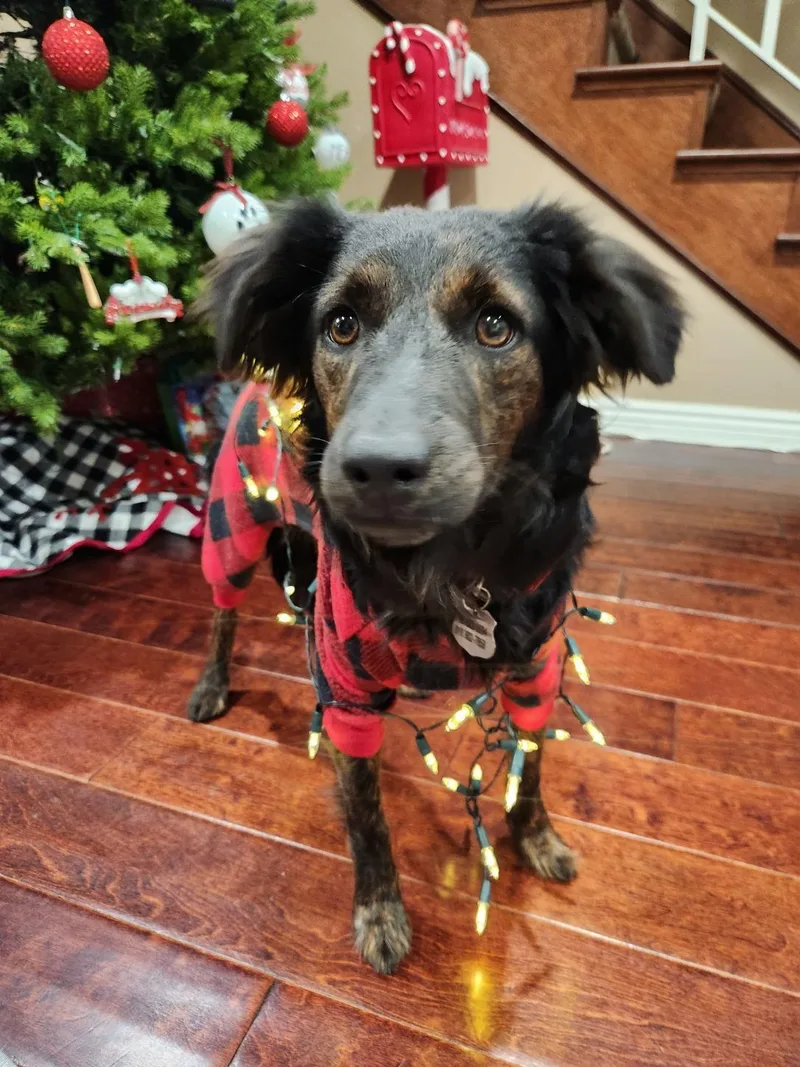 A young medium-sized female Tricolor (Brown, Black, & White) Australian Shepherd dog named Amy for adoption in Palm Desert, CA