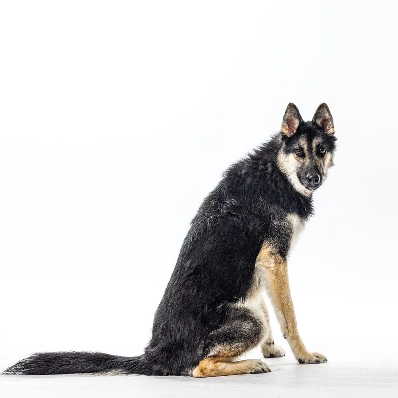 A young medium-sized male Black German Shepherd Dog dog named Skittles for adoption in Reno, NV