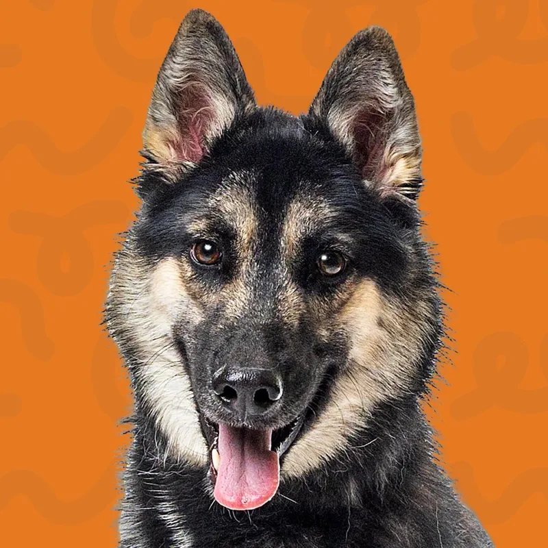 Skittles thumbnail 3