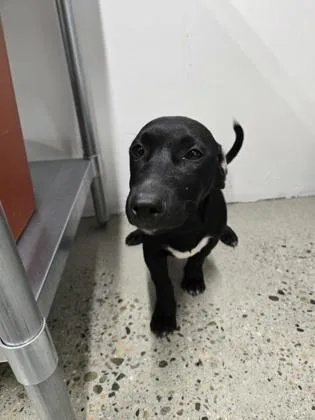 A baby small-sized male Black Jack Russell Terrier dog named Perdue for adoption in Sacramento, CA