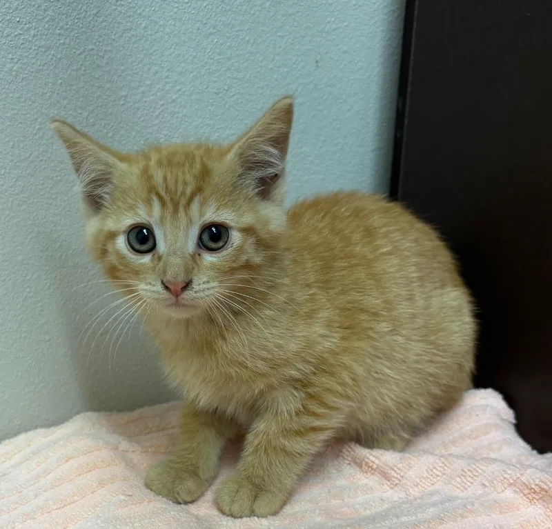 A baby medium-sized male Domestic Short Hair cat named Bo for adoption in Little Rock, AR