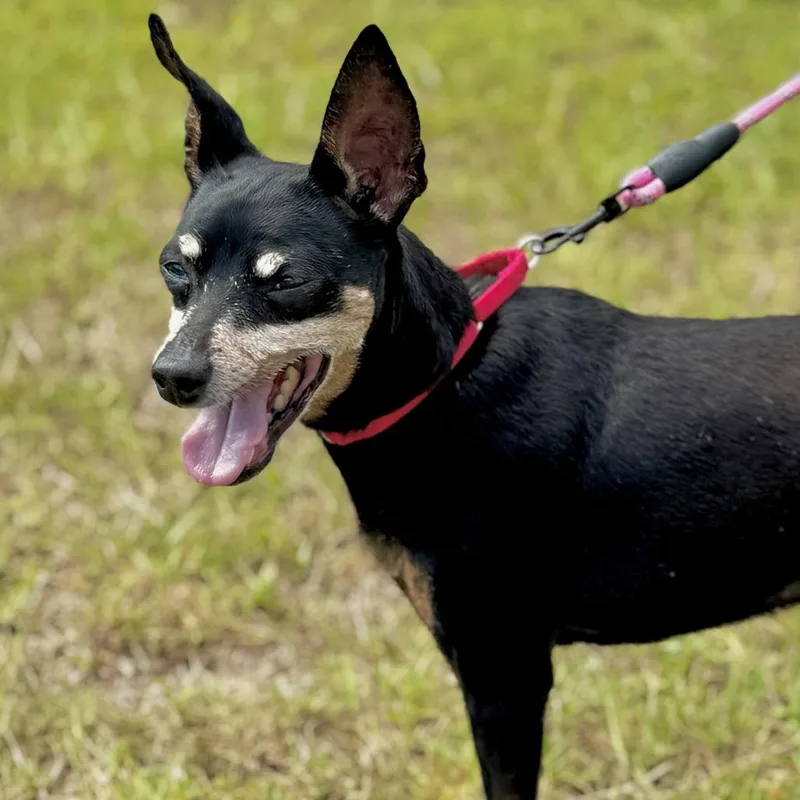 A senior small-sized male Black Miniature Pinscher dog named Rocky for adoption in Bradenton, FL