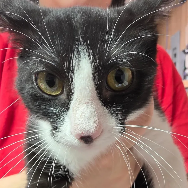 A baby small-sized female Black Domestic Short Hair cat named Ahri needed Willow for adoption in Leander, TX