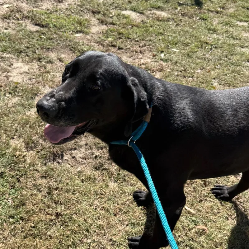 An adult large-sized male Black Labrador Retriever dog named Ace for adoption in Millen, GA